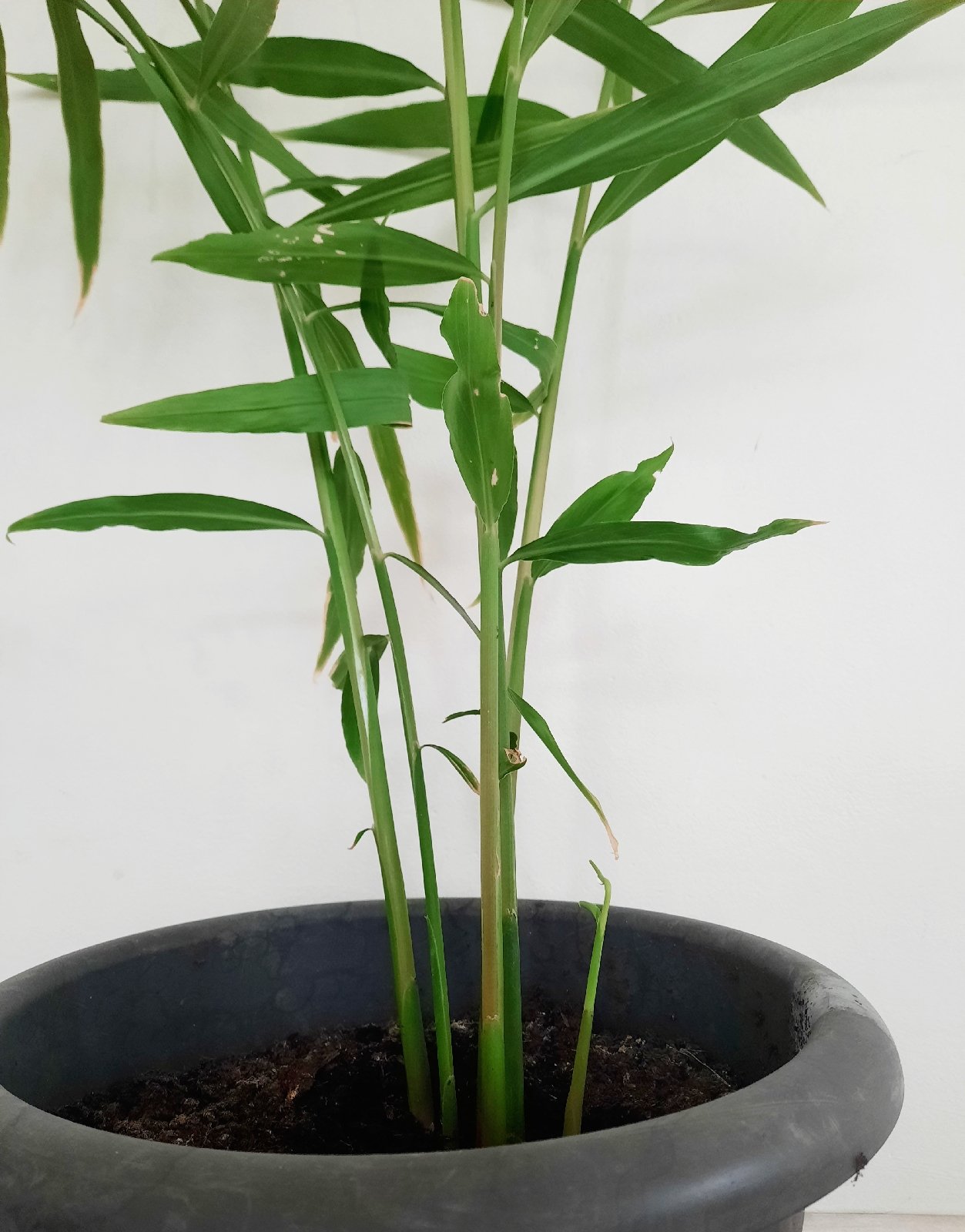 Phyllostachys edulis (Moso Bamboo)